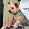 doggy105